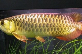 過背金龍挑選的定位