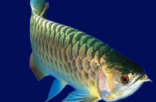 解決龍魚不愛吃食、偏食的方法
