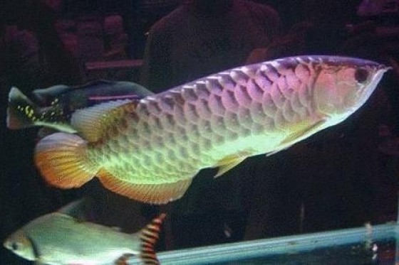 過背龍魚與b級過背的見解 香港水族網