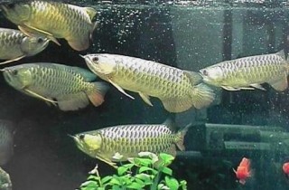 32種龍魚疾病 治療 病因及癥狀 香港水族網