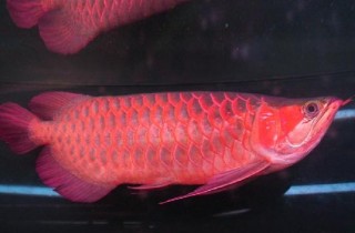 红龙鱼饲养之发色条件及方法
