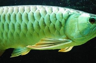 藍底過背金龍的挑選、辨別及飼養| 香港水族網
