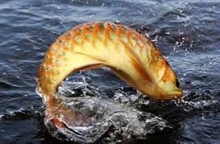 龍魚神韻美的分析