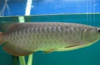 龍魚餵食的看法、認識及誤區