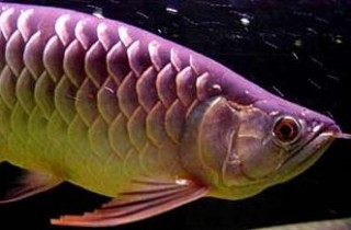 32種龍魚疾病、治療、病因及癥狀