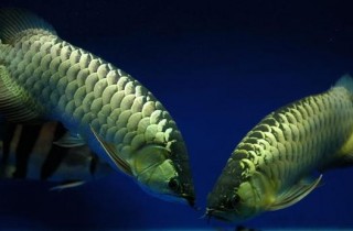 龍魚凸眼蒙眼造成輕微白內障的治療過程