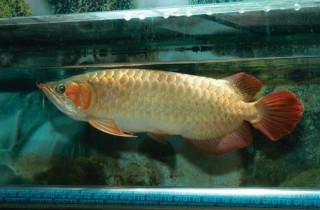 龍魚飼養需要注意的六大問題