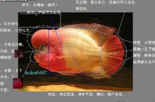 怎樣區別金花系羅漢與珍珠系羅漢