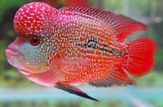 罗汉鱼起头的方法之正确喂养