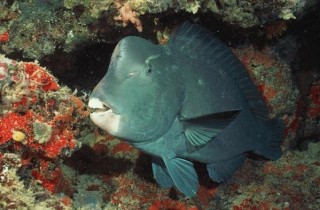 羅漢魚的基本飼養設備