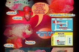 如何養羅漢魚