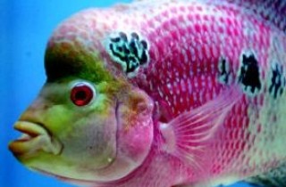 羅漢魚頭洞怎麼辦