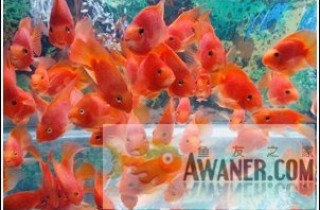 鸚鵡魚飼養的5個小技巧
