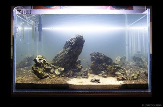 水族造景焦點人物：Enrico Serena