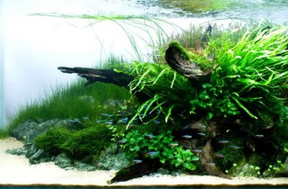 水族造景焦點人物：Robertus Hartonus