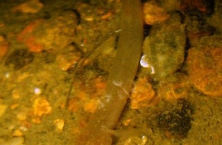 竿鰕虎魚  Luciogobius guttatus