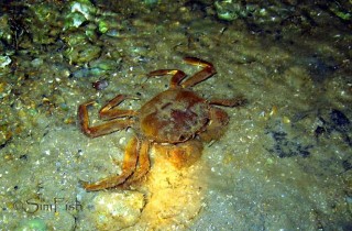 龙尾潮间族:日本绒螯蟹