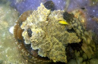 巴布亞硝水母和牠的跟斑