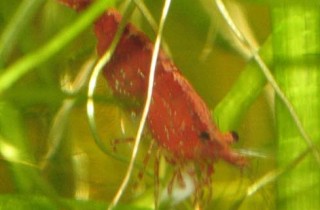 天然水草小蝦缸