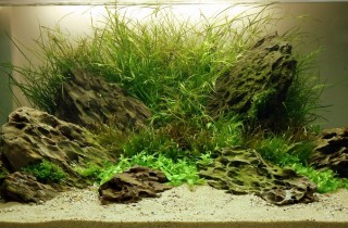 2012 年德國「水草缸之藝術」水草造景大賽成績
