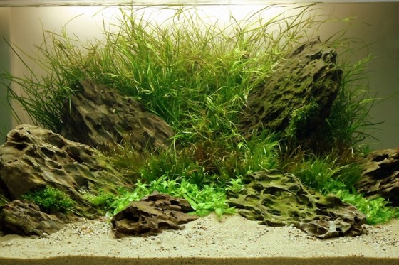 12 年德國 水草缸之藝術 水草造景大賽成績 香港水族網