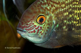 32種龍魚疾病 治療 病因及癥狀 香港水族網