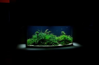水族造景人物聚焦：Jeff