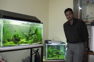 觀賞魚工業：從孵化場到水族館