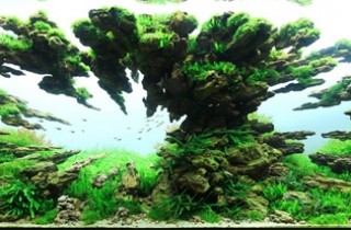 2013 年德國「水草缸之藝術」水草造景大賽成績