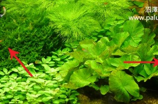 登門拜訪荷蘭式水草造景比賽的冠軍得主（4）：珍重再會