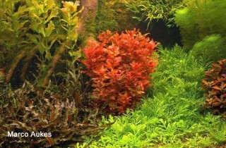 荷蘭式水族造景速成班（上）：歷史發展與評分系統