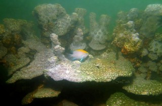 新魚登場之黑新刻齒雀鯛