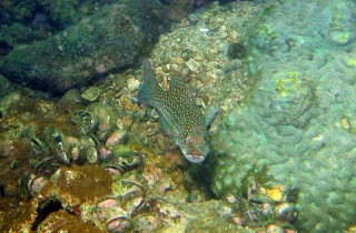 Plectropomus leopardus 東星斑