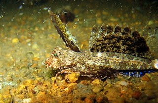 Dactylopus kuiteri 基氏指腳「魚銜」