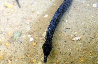 生物大問號?