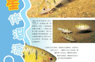 七星伴溪流