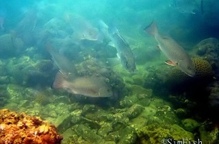 野性的街市魚：紅友、花鱸、白鱲