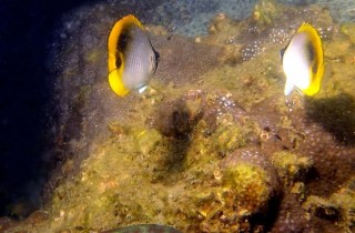 細紋蝴蝶魚 (單印蝶)