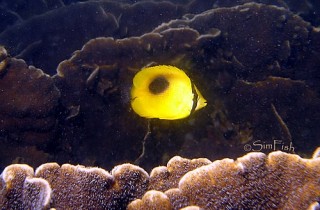 鏡斑蝴蝶魚(豆豉蝶) Chaetodon speculum