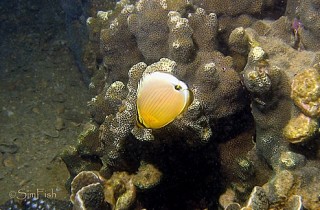 弓月蝴蝶魚 (冬瓜蝶) Chaetodon lunulatus