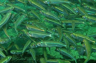 給力魚群照