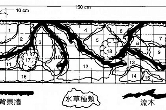 無二氧化碳流木水草缸 04 自討苦吃 香港水族網