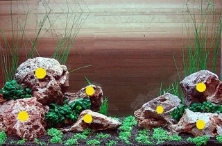 2010 年頑強水族造景師對抗賽的水族缸分析