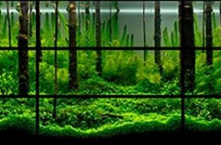 2010 年 IAPLC 總冠軍之水族造景分析