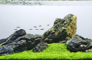 用一盆水草搞定石組造景的水族造景分析